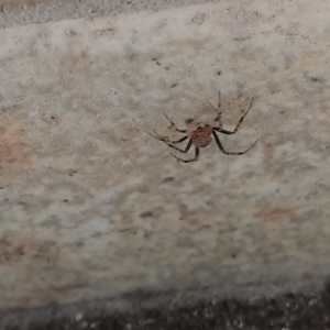 Theridiidae (family) at Greenleigh, NSW - 27 Sep 2021