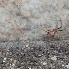 Theridiidae (family) at Greenleigh, NSW - 27 Sep 2021