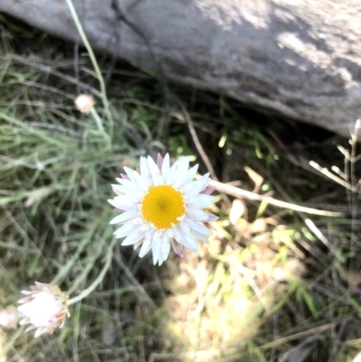 Leucochrysum albicans subsp. tricolor (Hoary Sunray) at Bruce Ridge to Gossan Hill - 25 Sep 2021 by goyenjudy