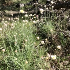 Leucochrysum albicans subsp. tricolor at Bruce, ACT - 26 Sep 2021