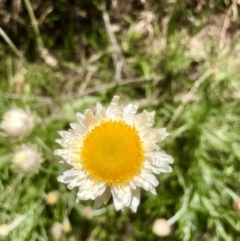 Leucochrysum albicans subsp. tricolor at Bruce, ACT - 26 Sep 2021 09:56 AM