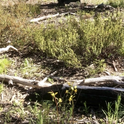 Diuris nigromontana (Black Mountain Leopard Orchid) at Bruce Ridge to Gossan Hill - 26 Sep 2021 by goyenjudy