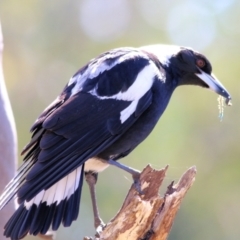 Gymnorhina tibicen (Australian Magpie) at Glenroy, NSW - 26 Sep 2021 by Kyliegw