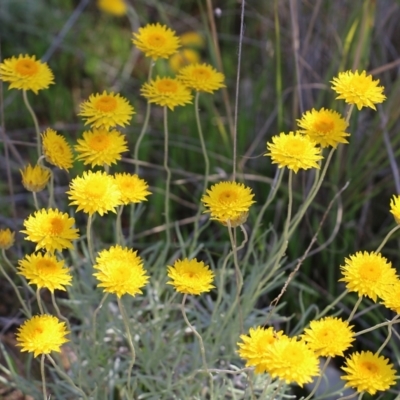 Leucochrysum albicans subsp. albicans (Hoary Sunray) at Glenroy, NSW - 27 Sep 2021 by KylieWaldon