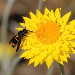 Eumeninae (subfamily) (Unidentified Potter wasp) at Glenroy, NSW - 27 Sep 2021 by KylieWaldon