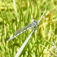 Austrolestes annulosus (Blue Ringtail) at Aranda, ACT - 27 Sep 2021 by KMcCue