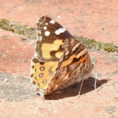 Vanessa kershawi (Australian Painted Lady) at Aranda, ACT - 27 Sep 2021 by KMcCue