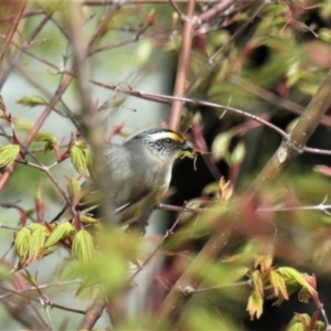 Pardalotus striatus at Gungahlin, ACT - 27 Sep 2021