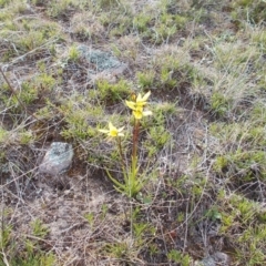 Diuris chryseopsis (Golden Moth) at Conder, ACT - 27 Sep 2021 by jamesjonklaas