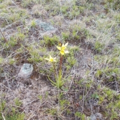 Diuris chryseopsis at Conder, ACT - suppressed