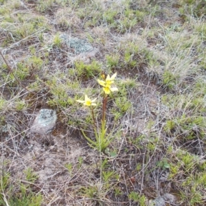 Diuris chryseopsis at Conder, ACT - suppressed