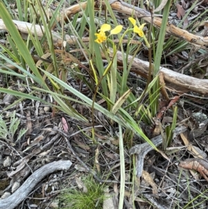 Diuris nigromontana at Bruce, ACT - 27 Sep 2021