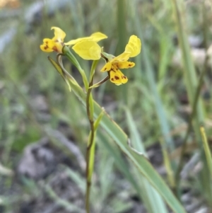 Diuris nigromontana at Bruce, ACT - 27 Sep 2021