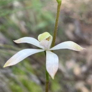 Caladenia ustulata at Downer, ACT - suppressed