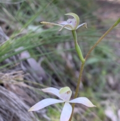 Caladenia ustulata at Downer, ACT - suppressed