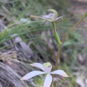 Caladenia ustulata at Downer, ACT - suppressed