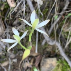 Caladenia ustulata at Downer, ACT - suppressed