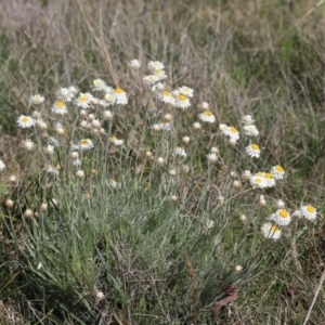 Leucochrysum albicans subsp. tricolor at Holt, ACT - 27 Sep 2021