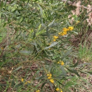 Daviesia mimosoides subsp. mimosoides at Holt, ACT - 12 Sep 2021 03:26 PM