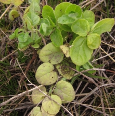 Kickxia elatine (Sharpleaf Cancerwort) at Holt, ACT - 12 Sep 2021 by pinnaCLE