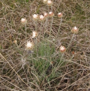 Leucochrysum albicans subsp. tricolor at Holt, ACT - 12 Sep 2021