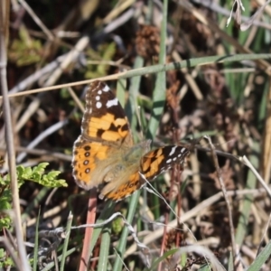 Vanessa kershawi at Holt, ACT - 27 Sep 2021 01:04 PM