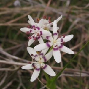 Wurmbea dioica subsp. dioica at Holt, ACT - 12 Sep 2021 03:55 PM