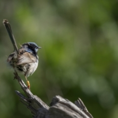 Malurus cyaneus (Superb Fairywren) at Majura, ACT - 26 Sep 2021 by trevsci