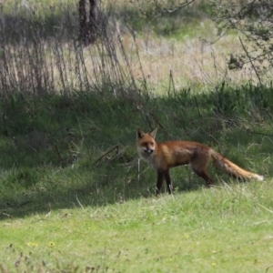 Vulpes vulpes at Holt, ACT - 27 Sep 2021 01:05 PM