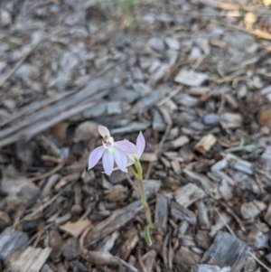 Caladenia carnea at Hackett, ACT - suppressed