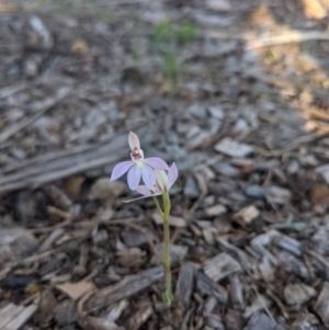 Caladenia carnea at Hackett, ACT - suppressed