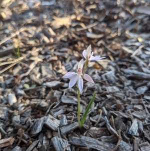 Caladenia carnea at Hackett, ACT - suppressed