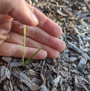 Caladenia carnea at Hackett, ACT - suppressed