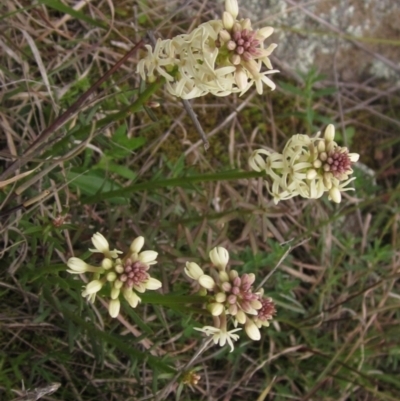 Stackhousia monogyna (Creamy Candles) at The Pinnacle - 12 Sep 2021 by pinnaCLE