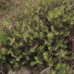 Melichrus urceolatus at Holt, ACT - 12 Sep 2021