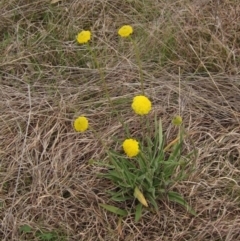 Craspedia variabilis (Common Billy Buttons) at Holt, ACT - 12 Sep 2021 by pinnaCLE