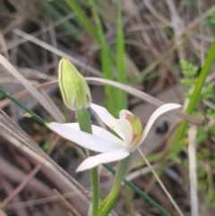 Caladenia carnea (Pink Fingers) at Albury, NSW - 24 Sep 2021 by ClaireSee