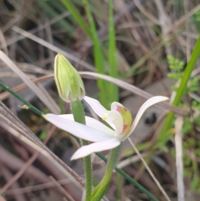 Caladenia carnea (Pink Fingers) at Albury, NSW - 24 Sep 2021 by ClaireSee