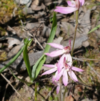 Caladenia carnea (Pink Fingers) at Wodonga, VIC - 26 Sep 2021 by ClaireSee