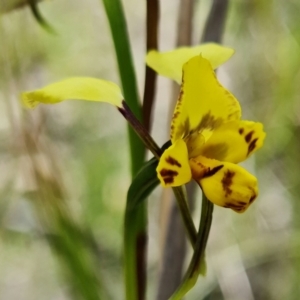 Diuris nigromontana at Acton, ACT - 27 Sep 2021