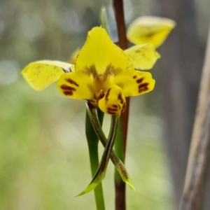 Diuris nigromontana at Acton, ACT - 27 Sep 2021