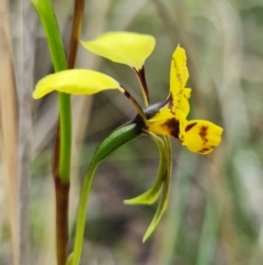 Diuris nigromontana at Acton, ACT - suppressed