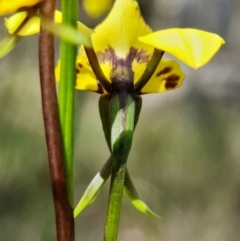 Diuris nigromontana at Acton, ACT - 27 Sep 2021