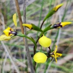 Diuris nigromontana at Acton, ACT - 27 Sep 2021