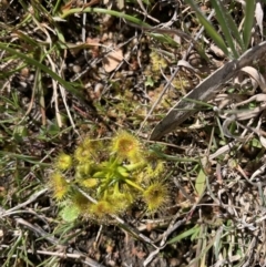 Drosera gunniana (Pale Sundew) at Black Flat at Corrowong - 27 Sep 2021 by BlackFlat