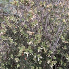 Brachyloma daphnoides (Daphne Heath) at Corrowong, NSW - 27 Sep 2021 by BlackFlat
