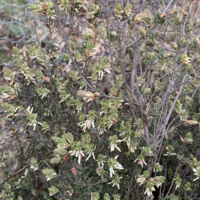 Brachyloma daphnoides (Daphne Heath) at Black Flat at Corrowong - 27 Sep 2021 by BlackFlat