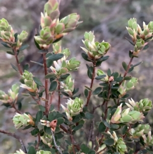 Brachyloma daphnoides at Corrowong, NSW - 27 Sep 2021