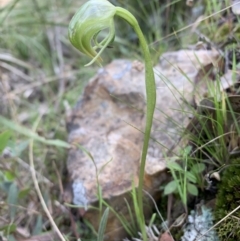 Pterostylis nutans (Nodding Greenhood) at Acton, ACT - 26 Sep 2021 by BronClarke