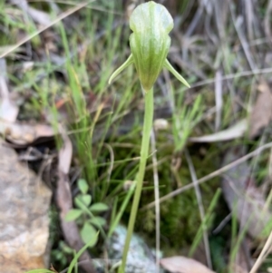 Pterostylis nutans at Point 5822 - suppressed